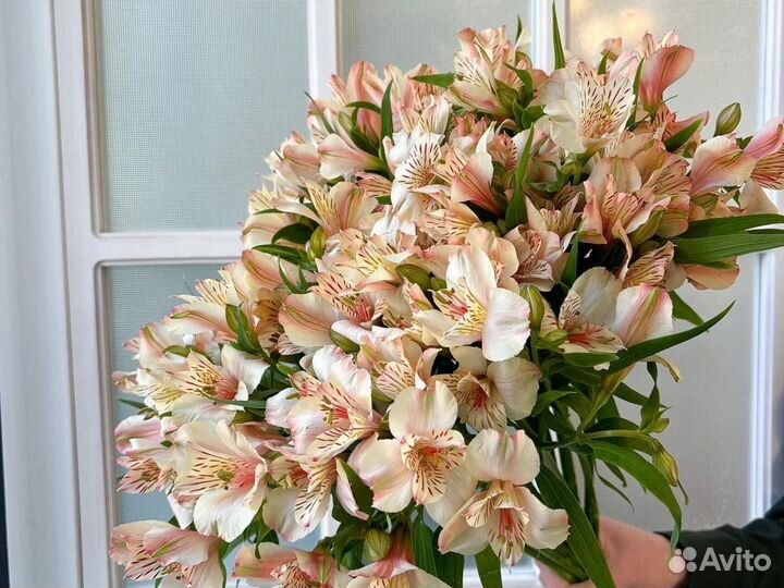 Альстромерия букет из альстромерий