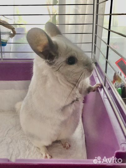 Шиншилла Белый Вильсон