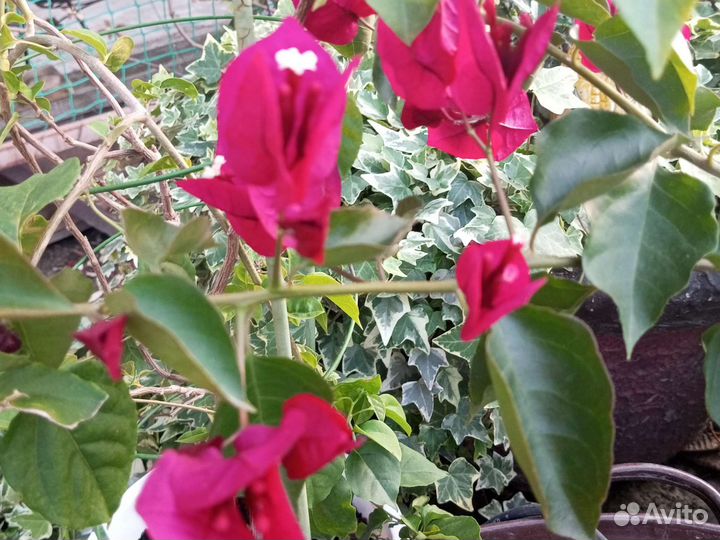 Бугенвиллея