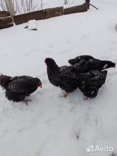 Куры плимутрок, джерсы петух