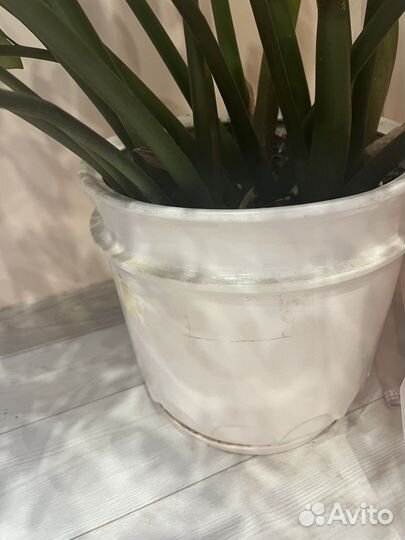 Замиокулькас