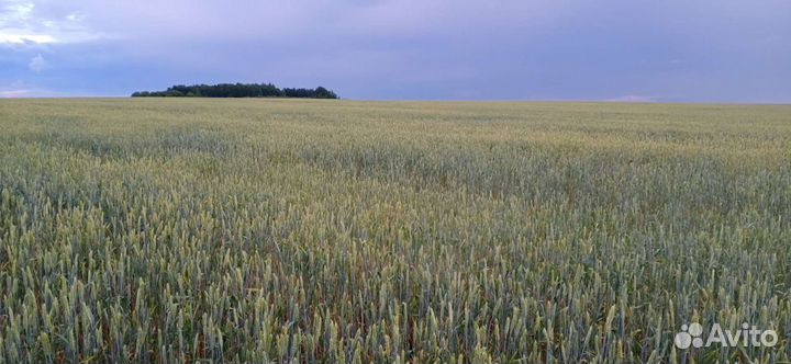 Механизатор комбайнер