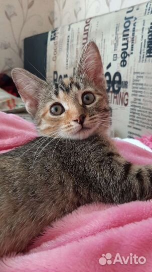 Добрый котëнок