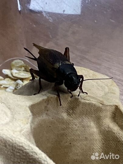 Кормовые насекомые