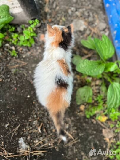 Отдам котёнка