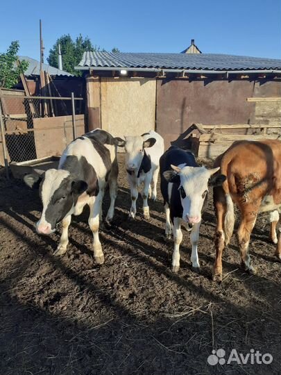 Быки, тёлка, Поросята