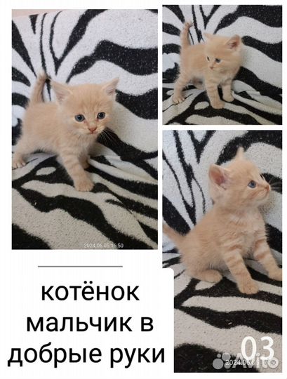 Котята в добрые руки