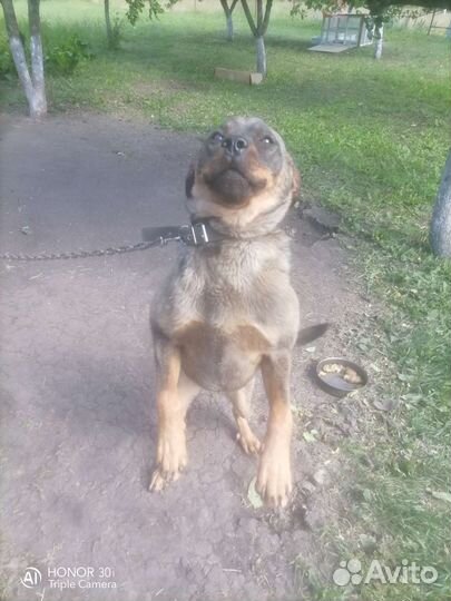 Собаки бесплатно в добрые руки