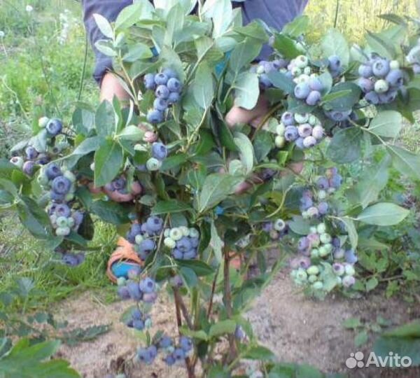 Саженцы голубики 