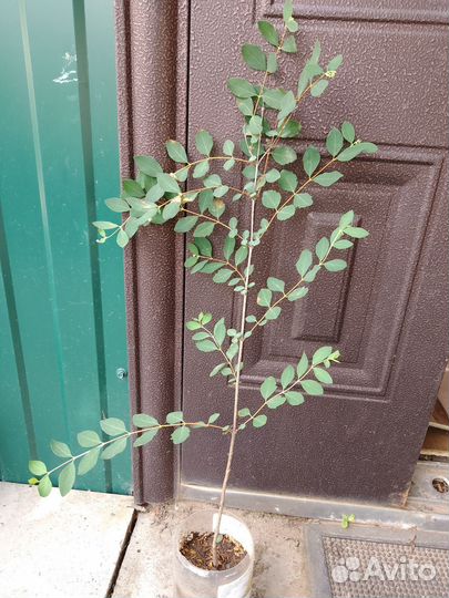 Снежноягодник