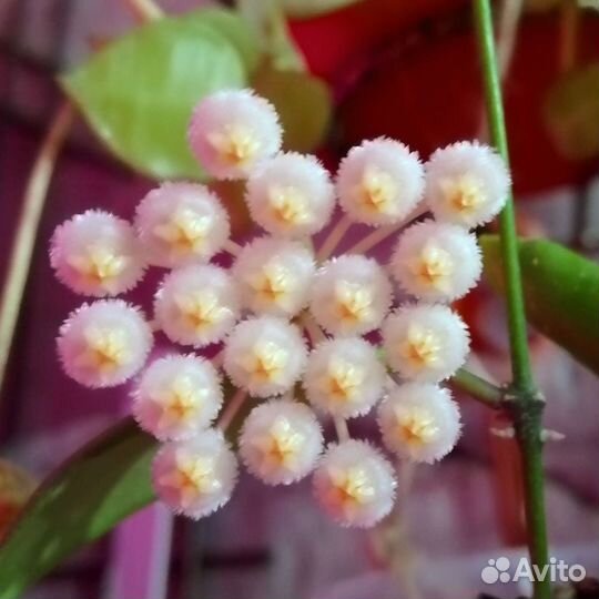 Хоя лакуноза эскимо