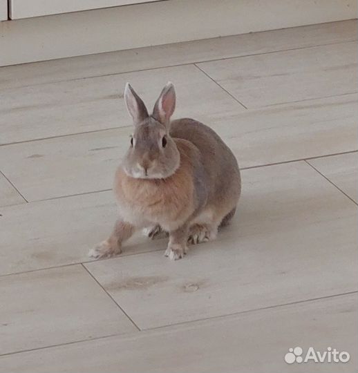 Кролик декоративный ищет дом