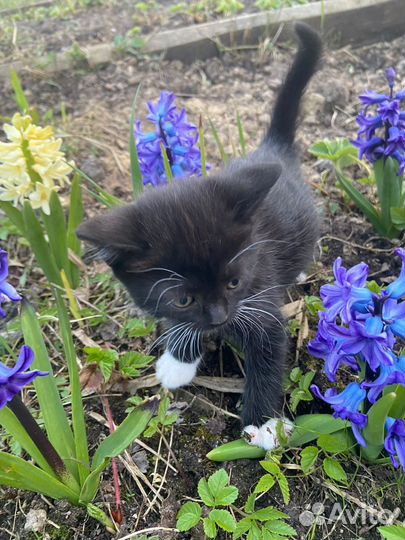 Отдам котенка