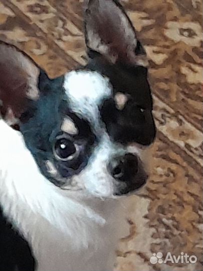 Вязка собак, чихуахуа, саратов