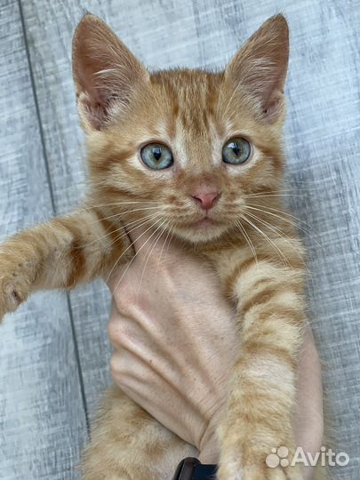 Рыжий котенок 2,5-3 месяца
