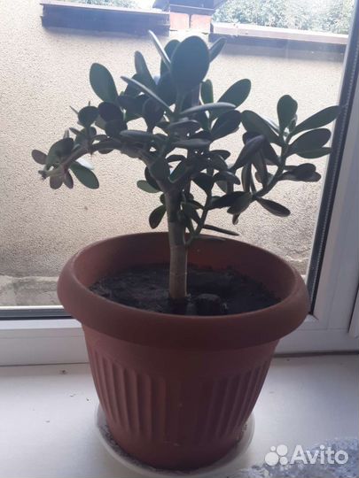 Денежное дерево