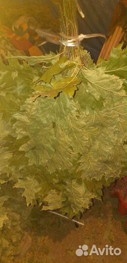 Канадский дуб