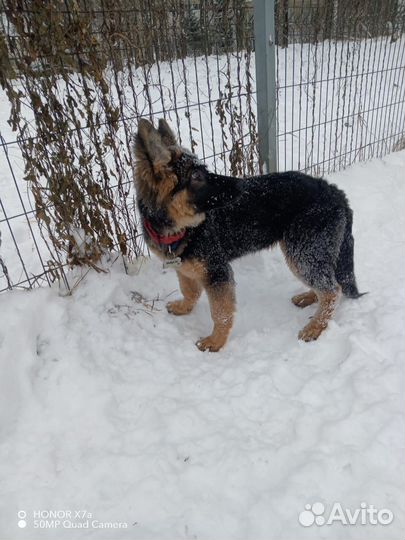 Немецкая овчарка