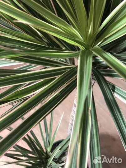 Драцена триколор