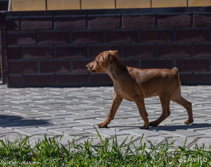 Щенки цвергпинчера
