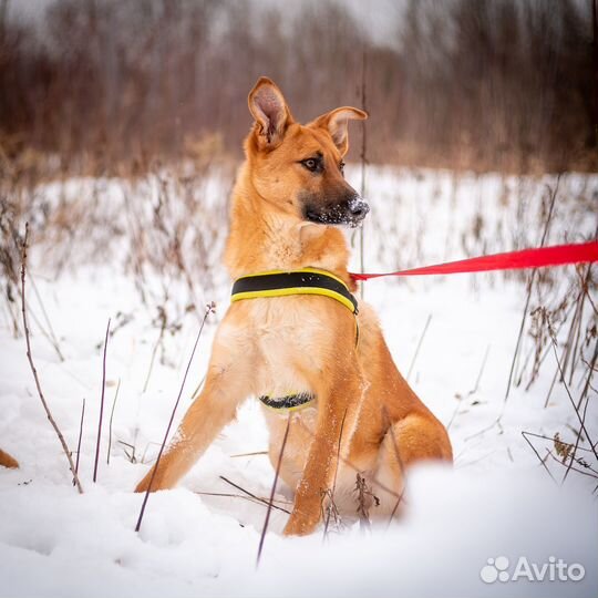 Ириска ищет дом