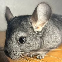 Купить недорого грызунов 🐹 в Барсово: хомяки, мыши, крысы