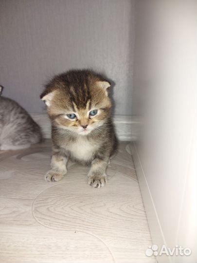 Шотландские котята