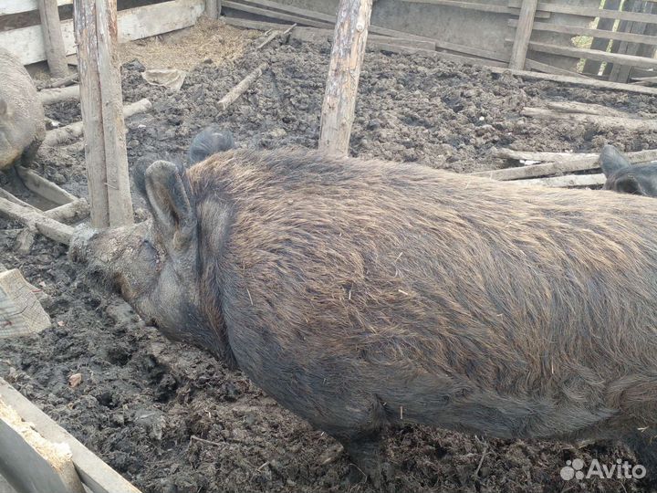 Хряк племенной