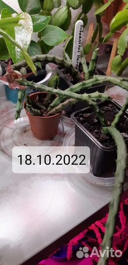 Кактусы и суккуленты