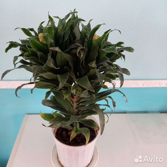 Цветок драцена