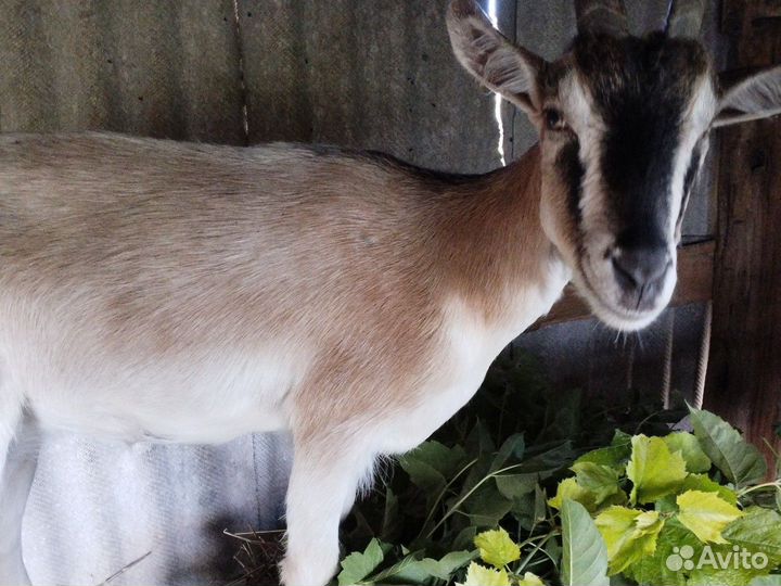 Коза дойная молочная