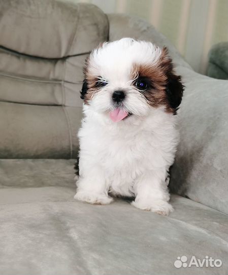 Ши-тцу девчули и парнишки
