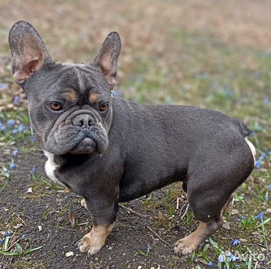 Французский бульдог кабель вязка