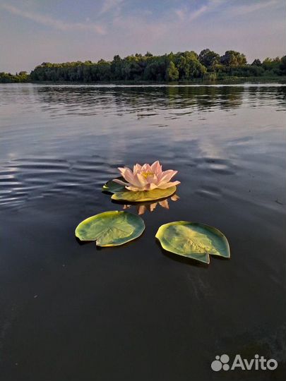 Водяные лилии с подсветкой