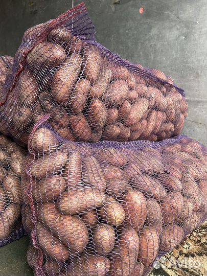 Семена Картофеля