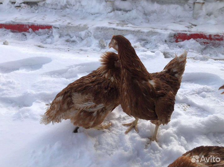 Куры молодки