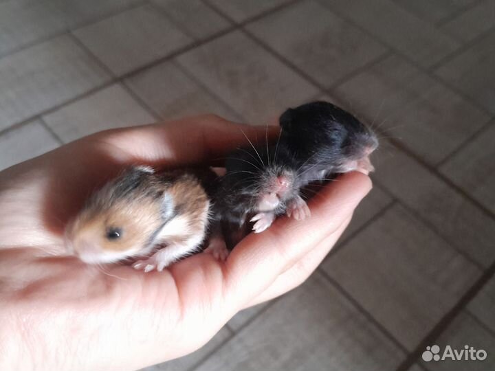 Серийский хомяк