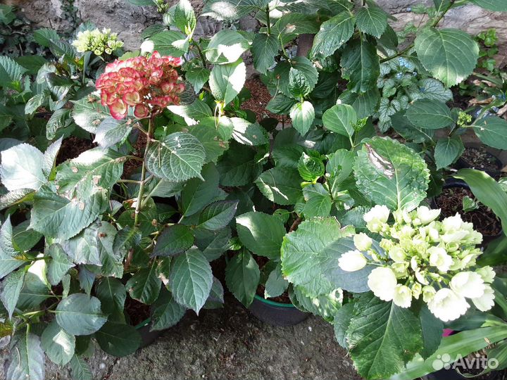 Гортензия в закрытом грунте