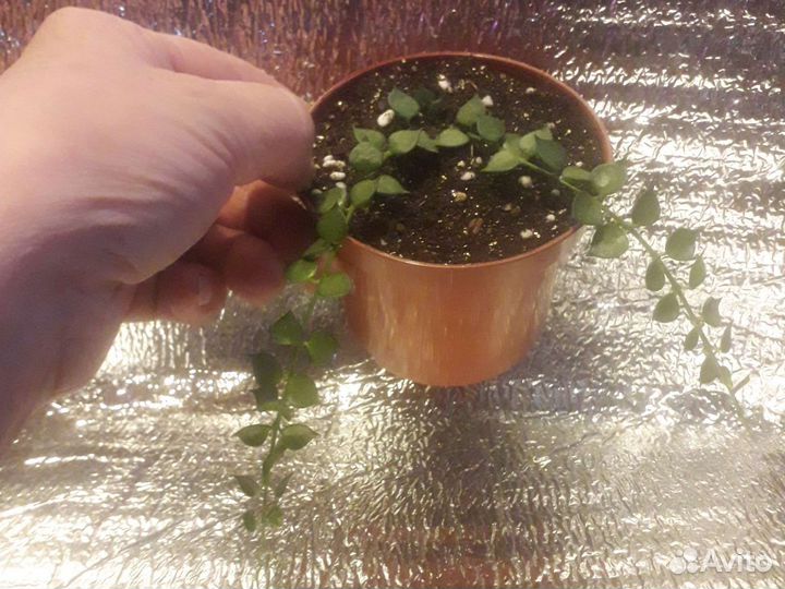 Дисхидия миллион сердец