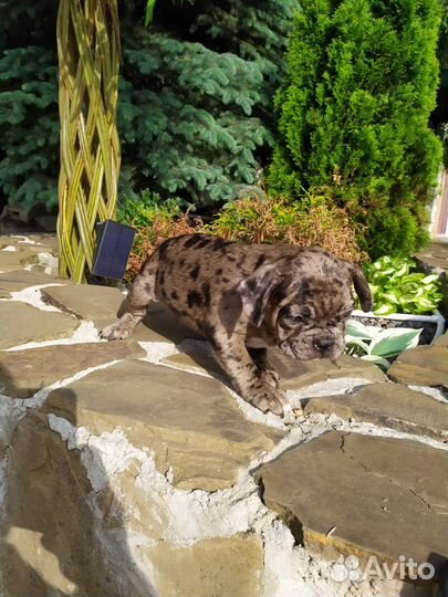 Французский бульдог щенки