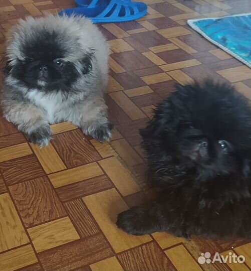 Щенки пекинеса