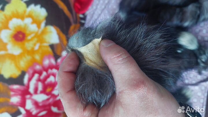 Хвосты какого-то животного, натуральные