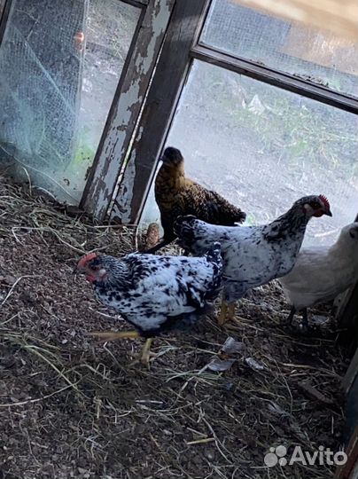 Цыплята китайский микс