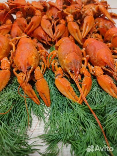 Рак живой средний