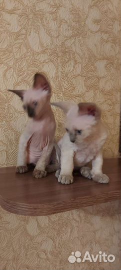Котята девон-рекс