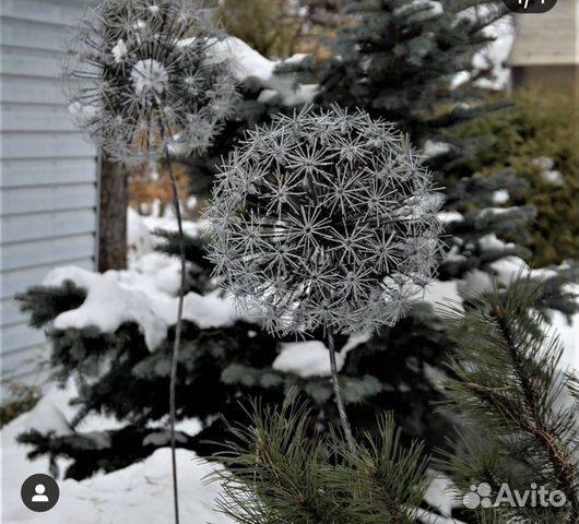 Садовые одуванчики