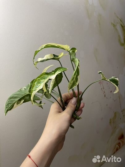 Сингониум т25