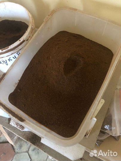 Барда пшеничная