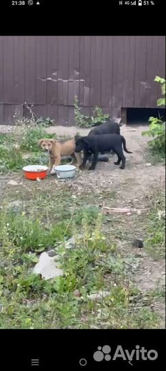 Спасите малышей