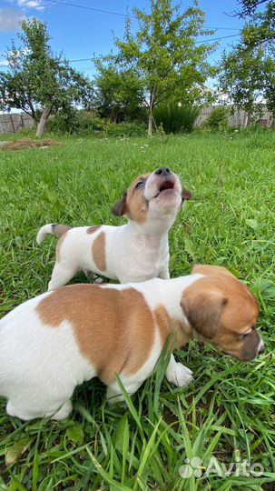 Щенки Джек рассел терьер гладкошерстный